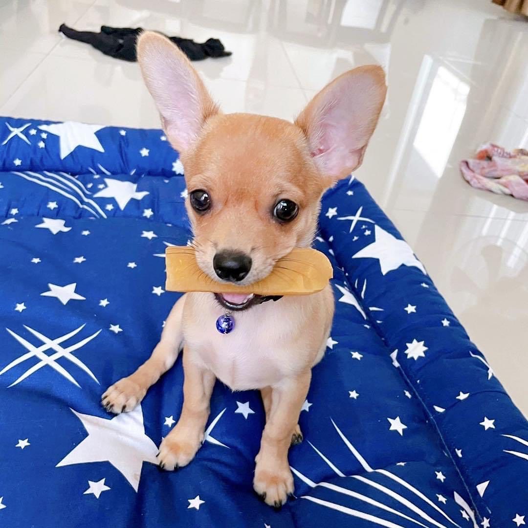 Nepali-dog-chew-cheestick